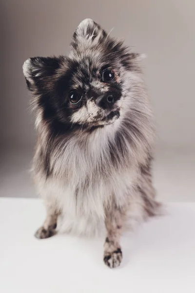 Portret van een jonge wolf spitz geschoten in studio op een donkergrijze achtergrond. — Stockfoto