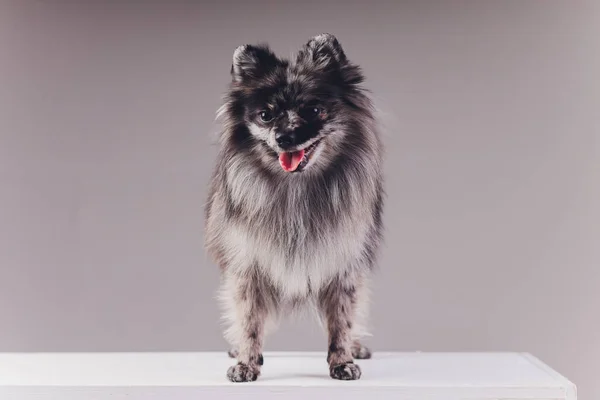 Portrait of a young wolf spitz shot in studio on a dark grey background. — 스톡 사진