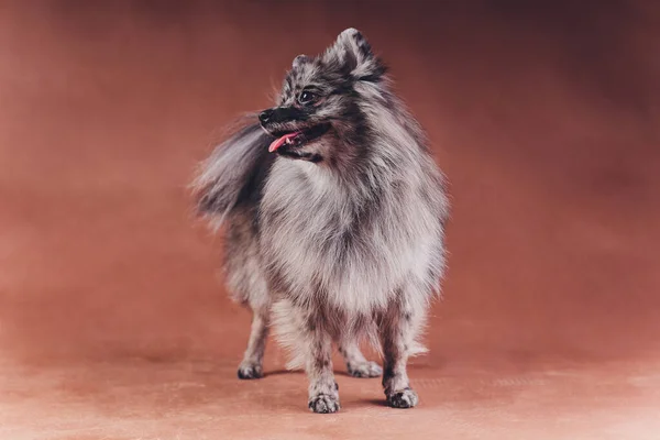 Portrait of a young wolf spitz shot in studio on a dark grey background. — 스톡 사진