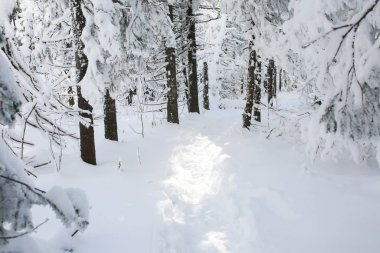 dağ ağaçta köknar kış in Rime'ı ve kar kaplı.