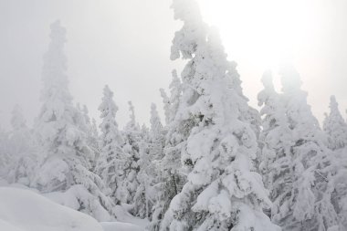 dağ ağaçta köknar kış in Rime'ı ve kar kaplı.