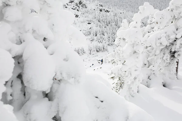 Talvihiekka ja lumen peittämät kuuset vuorenrinteellä . — kuvapankkivalokuva