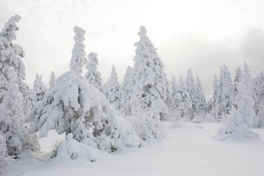 dağ ağaçta köknar kış in Rime'ı ve kar kaplı.