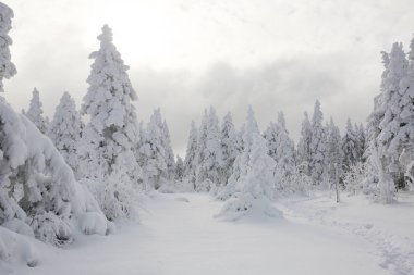 dağ ağaçta köknar kış in Rime'ı ve kar kaplı.