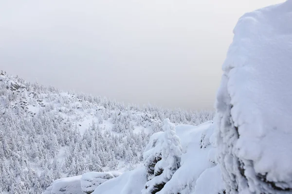 Talvihiekka ja lumen peittämät kuuset vuorenrinteellä . — kuvapankkivalokuva