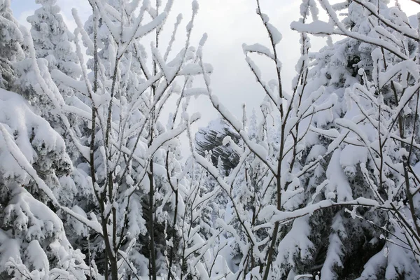 Winter rime en sneeuw bedekt sparren op berghelling. — Stockfoto