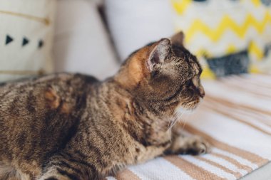 Yavru kedi, flor üzerinde dinlenen renkli bulanık arka plan, sevimli komik kedi yakın çekim, evcil, rahatlatıcı, dinlendirici, evde çalan zarif kedi.