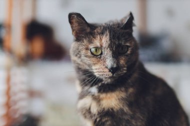 Yavru kedi, flor üzerinde dinlenen renkli bulanık arka plan, sevimli komik kedi yakın çekim, evcil, rahatlatıcı, dinlendirici, evde çalan zarif kedi.