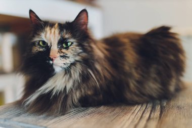 Yavru kedi, flor üzerinde dinlenen renkli bulanık arka plan, sevimli komik kedi yakın çekim, evcil, rahatlatıcı, dinlendirici, evde çalan zarif kedi.