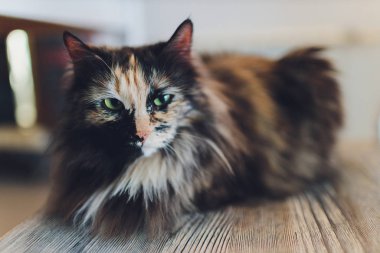 Yavru kedi, flor üzerinde dinlenen renkli bulanık arka plan, sevimli komik kedi yakın çekim, evcil, rahatlatıcı, dinlendirici, evde çalan zarif kedi.