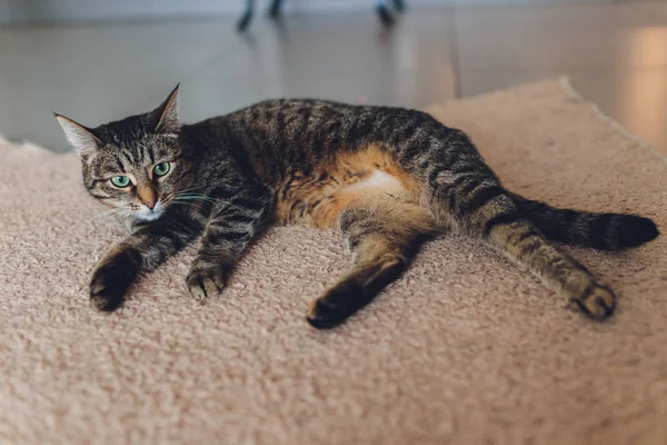 Γατάκι, αναπαύεται γάτα σε ένα λούστρο σε πολύχρωμο φόντο θαμπάδα, χαριτωμένο αστείο γάτα από κοντά, νεαρός παιχνιδιάρης γάτα στο σπίτι, οικιακή, χαλαρωτική, ανάπαυση, παίζοντας στο σπίτι, κομψό γάτα. — Φωτογραφία Αρχείου