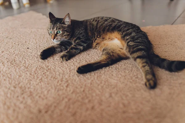 Γατάκι, αναπαύεται γάτα σε ένα λούστρο σε πολύχρωμο φόντο θαμπάδα, χαριτωμένο αστείο γάτα από κοντά, νεαρός παιχνιδιάρης γάτα στο σπίτι, οικιακή, χαλαρωτική, ανάπαυση, παίζοντας στο σπίτι, κομψό γάτα. — Φωτογραφία Αρχείου