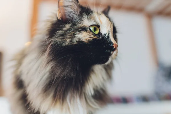 Chaton, chat au repos sur un flor dans un fond flou coloré, chat drôle mignon gros plan, jeune chat ludique à la maison, domestique, relaxant, au repos, jouer à la maison, chat élégant . — Photo