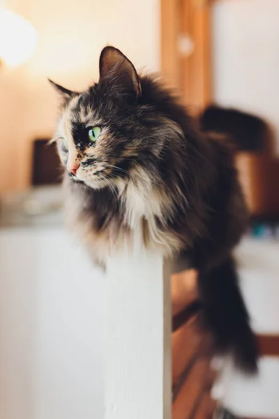 Gatinho manchado nas escadas na cerca . — Fotografia de Stock