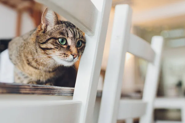 Kotě, odpočívající kočka na flóře v barevném rozmazaném pozadí, roztomilá legrační kočka zblízka, mladá hravá kočka doma, domácí, relaxační, odpočívající, hrající si doma, elegantní kočka. — Stock fotografie