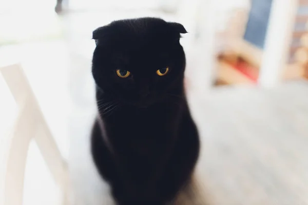 Gatinho, descansando gato em uma flor em fundo borrão colorido, bonito gato engraçado de perto, jovem gato brincalhão em casa, doméstico, relaxante, descansando, jogando em casa, gato elegante . — Fotografia de Stock