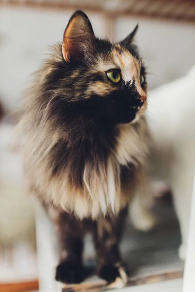 Cica, pihentető macska on a flor -ban színes elmosódott háttér, aranyos vicces macska közelről, fiatal játékos macska otthon, hazai, pihentető, pihenés, játszik otthon, elegáns macska. — Stock Fotó