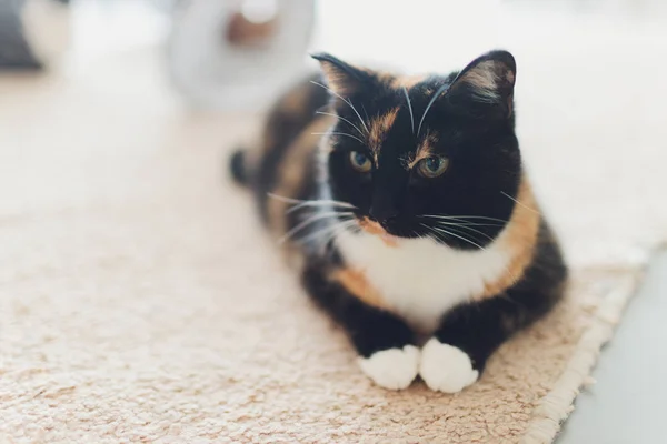 Chaton, chat au repos sur un flor dans un fond flou coloré, chat drôle mignon gros plan, jeune chat ludique à la maison, domestique, relaxant, au repos, jouer à la maison, chat élégant . — Photo