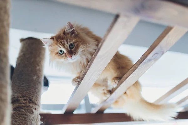 Chaton repéré dans les escaliers dans la clôture . — Photo