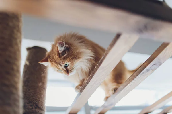 Gatinho manchado nas escadas na cerca . — Fotografia de Stock