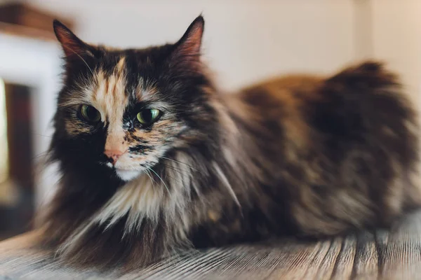 Gatinho, descansando gato em uma flor em fundo borrão colorido, bonito gato engraçado de perto, jovem gato brincalhão em casa, doméstico, relaxante, descansando, jogando em casa, gato elegante . — Fotografia de Stock