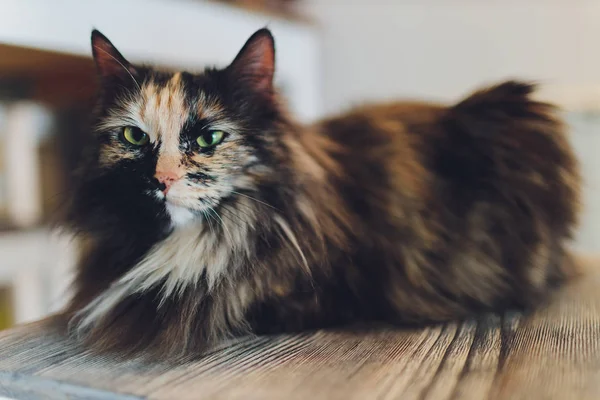 Gatinho, descansando gato em uma flor em fundo borrão colorido, bonito gato engraçado de perto, jovem gato brincalhão em casa, doméstico, relaxante, descansando, jogando em casa, gato elegante . — Fotografia de Stock