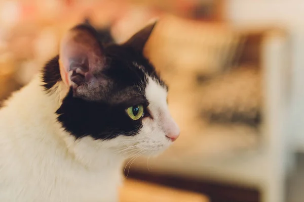 Gatito, gato descansando en una flor en fondo borroso colorido, lindo gato divertido de cerca, joven gato juguetón en casa, doméstico, relajante, descansando, jugando en casa, gato elegante . — Foto de Stock