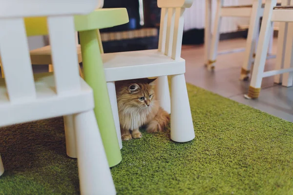 Chat Drole Animal Ou Animal De Compagnie A L Interieur De La Maison Ou A La Maison Meilleur Ami Humain Portrait Rapproche Photographie Vershinin Photo C