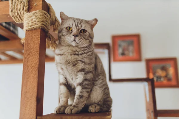 Spotted kitten on the stairs in the fence. — Stock Photo, Image