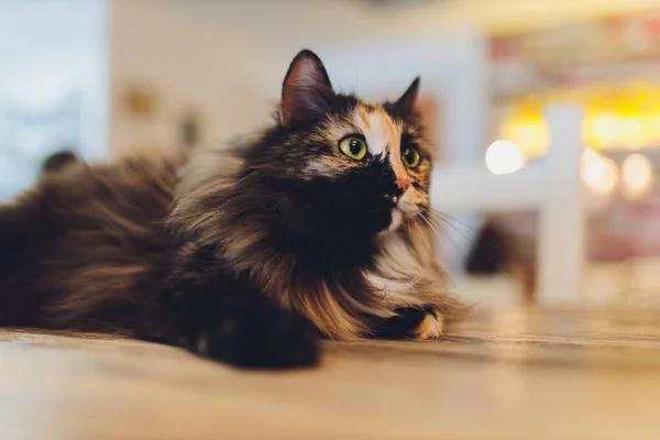 Chaton, chat au repos sur un flor dans un fond flou coloré, chat drôle mignon gros plan, jeune chat ludique à la maison, domestique, relaxant, au repos, jouer à la maison, chat élégant . — Photo