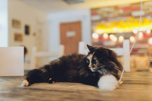 Chaton, chat au repos sur un flor dans un fond flou coloré, chat drôle mignon gros plan, jeune chat ludique à la maison, domestique, relaxant, au repos, jouer à la maison, chat élégant . — Photo