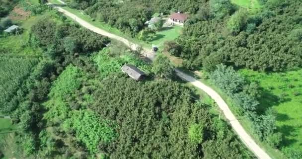 Field road in the forest Aerial summer. — Stock Video