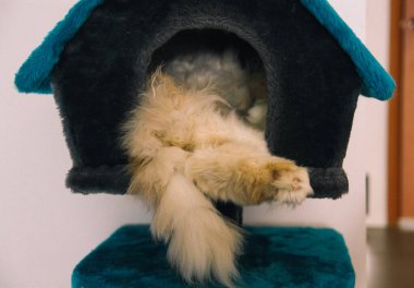 Kedi komik hayvan ya da evde beslenen hayvan ev veya ev içinde. en iyi insan dostu. Portre portre.