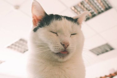 Kedi komik hayvan ya da evde beslenen hayvan ev veya ev içinde. en iyi insan dostu. Portre portre.