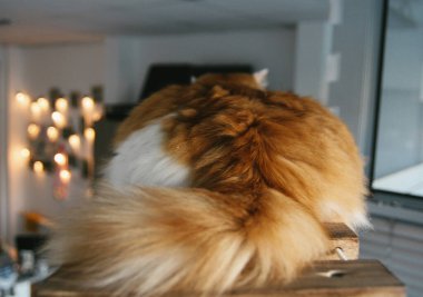 Kedi komik hayvan ya da evde beslenen hayvan ev veya ev içinde. en iyi insan dostu. Portre portre.