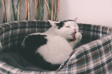 Kedi komik hayvan ya da evde beslenen hayvan ev veya ev içinde. en iyi insan dostu. Portre portre.