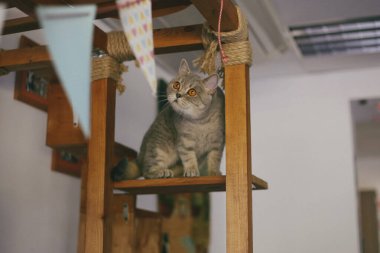 Kedi komik hayvan ya da evde beslenen hayvan ev veya ev içinde. en iyi insan dostu. Portre portre.