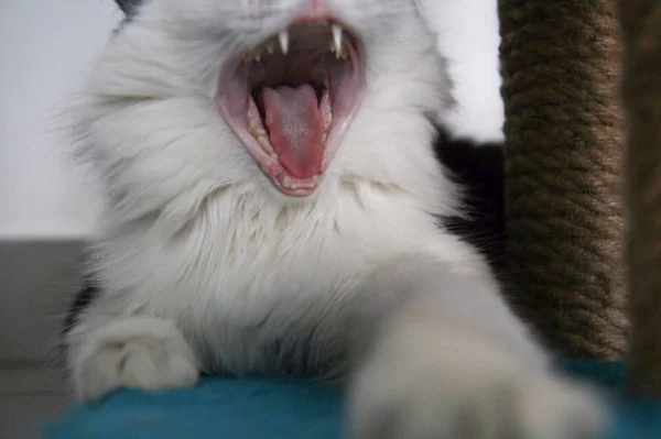 Sehr lustige Katze lacht aus nächster Nähe. — Stockfoto