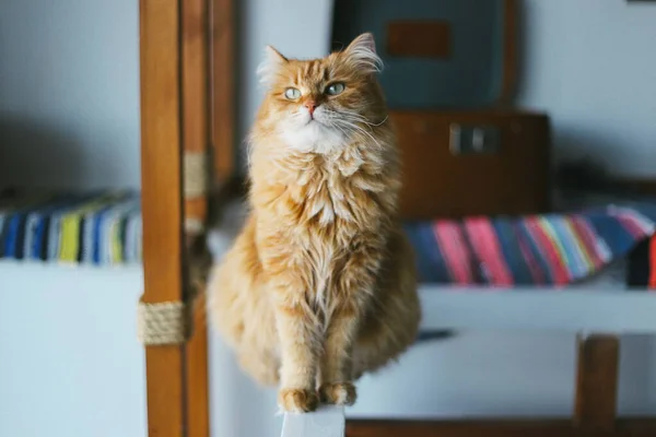 Katze lustiges Tier oder Haustier im Haus oder zu Hause. bester menschlicher Freund. Nahaufnahme-Porträt. — Stockfoto