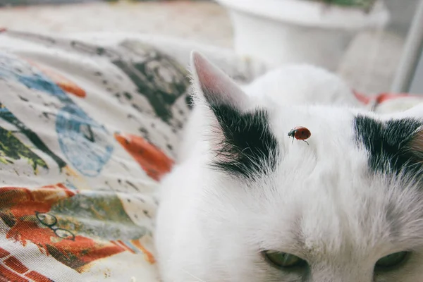 Katt roliga djur eller husdjur inuti hus eller hem. bästa mänskliga vän. Närbild porträtt. — Stockfoto