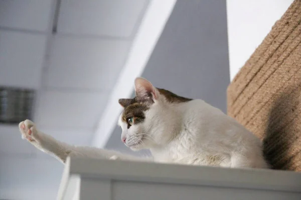 Katt roliga djur eller husdjur inuti hus eller hem. bästa mänskliga vän. Närbild porträtt. — Stockfoto