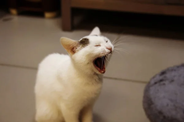 Gato muy divertido riendo del primer plano. —  Fotos de Stock