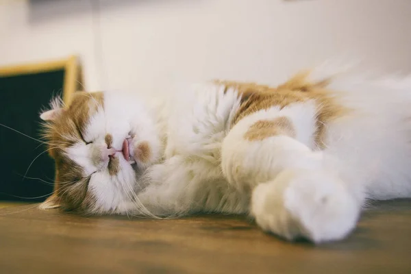 Katze lustiges Tier oder Haustier im Haus oder zu Hause. bester menschlicher Freund. Nahaufnahme-Porträt. — Stockfoto