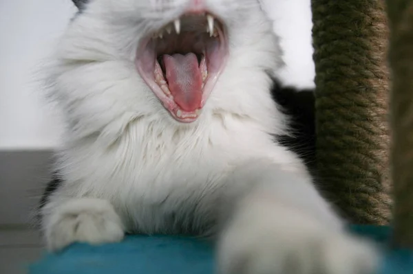 Sehr lustige Katze lacht aus nächster Nähe. — Stockfoto