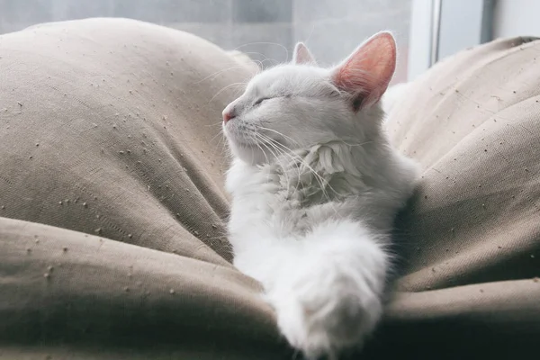 Gato divertido animal o mascota dentro de la casa o el hogar. mejor amigo humano. Primer plano Retrato . — Foto de Stock