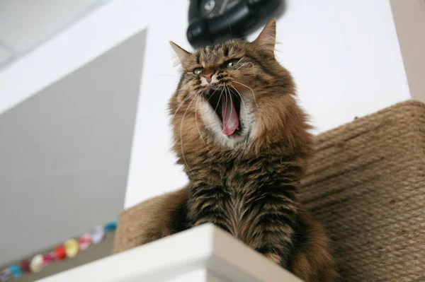 Zeer grappig kat lachen van de close-up. — Stockfoto