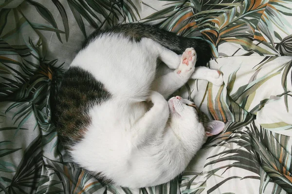 Katze lustiges Tier oder Haustier im Haus oder zu Hause. bester menschlicher Freund. Nahaufnahme-Porträt. — Stockfoto