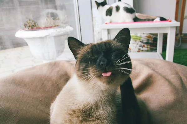 Katze lustiges Tier oder Haustier im Haus oder zu Hause. bester menschlicher Freund. Nahaufnahme-Porträt. — Stockfoto