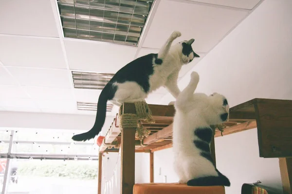 Katze lustiges Tier oder Haustier im Haus oder zu Hause. bester menschlicher Freund. Nahaufnahme Porträt. Kampf — Stockfoto