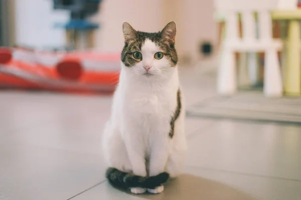 Gato divertido animal o mascota dentro de la casa o el hogar. mejor amigo humano. Primer plano Retrato . — Foto de Stock